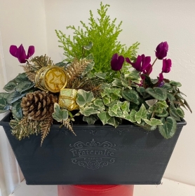 Window box gift planter
