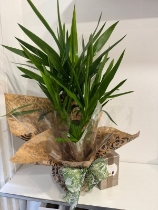 Yucca plant , great house gift gift wrapped and 160g Butlers chocolates
