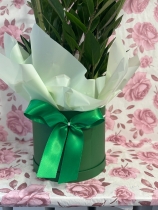 ZAMIOCULCAS House plant gift boxed