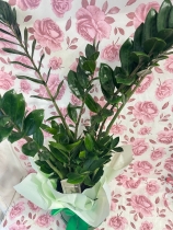 ZAMIOCULCAS House plant gift boxed
